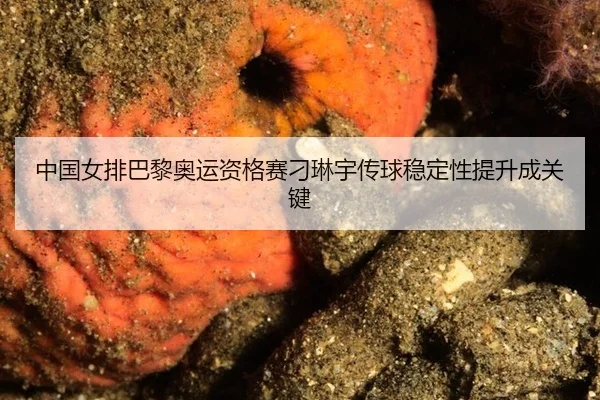 中国女排巴黎奥运资格赛刁琳宇传球稳定性提升成关键