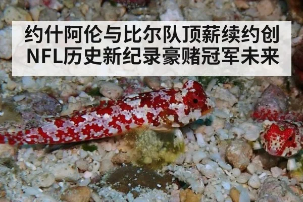 约什阿伦与比尔队顶薪续约创NFL历史新纪录豪赌冠军未来